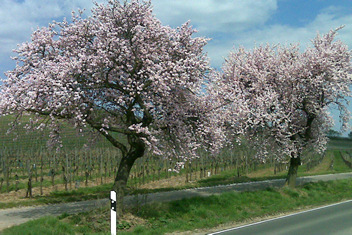  Baumblüte Weinstraße südlich Bockenheim 